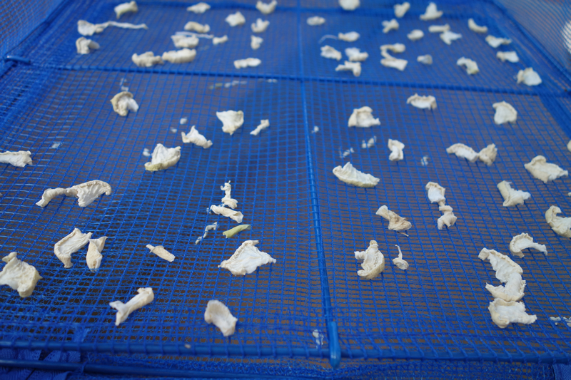 自家製切り干し大根の切り方　干して5日目の様子　いちょう切り